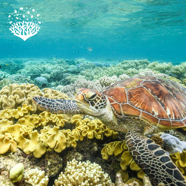 A sea turtle swimming over vibrant coral reefs in clear blue water, representing ocean conservation and reef protection.